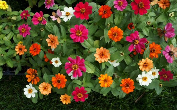 Раноцветущие однолетники