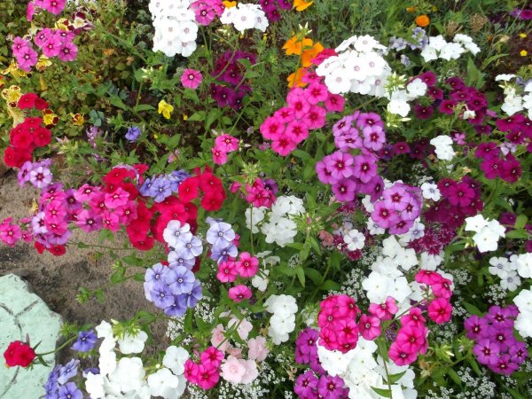 Гайлардия Лоренца