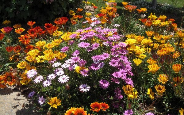 Лаватера Лавлайнс