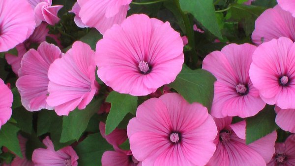 Космея Парадиз