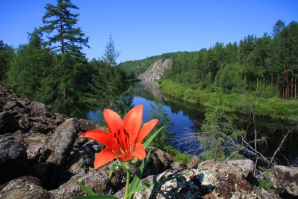 Амалат тайги