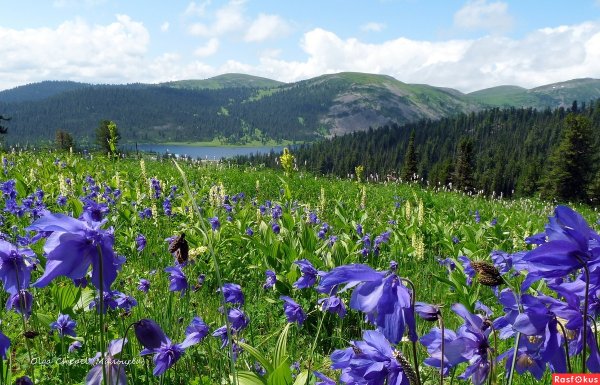 Флора парка Ергаки
