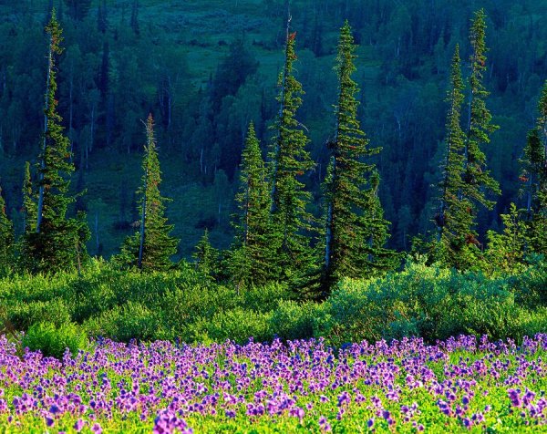 Кустарник в осеннем лесу