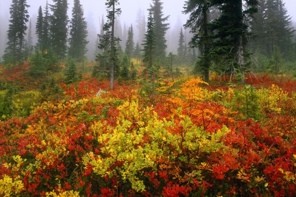 Пейзаж лес