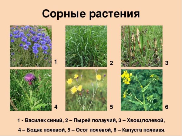 Многолетние сорные растения