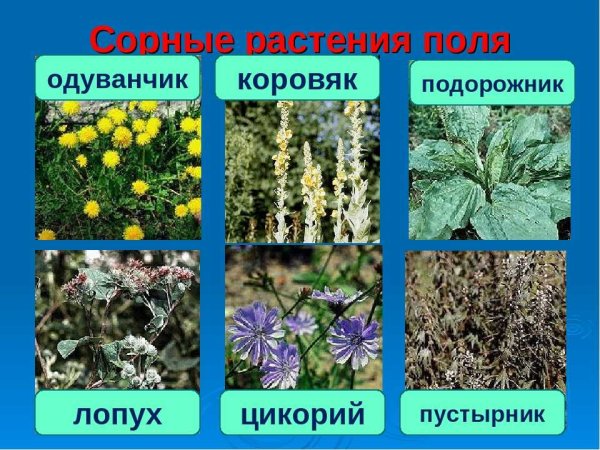 Сорные травянистые растения