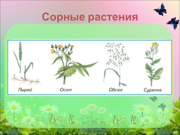 Сорные растения на полях