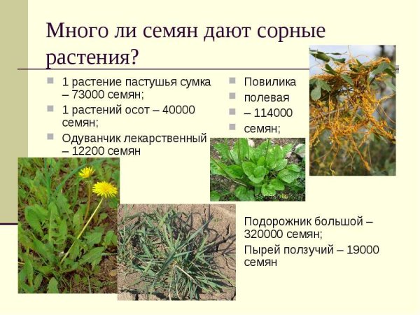 Распространение культурных растений сорные травы