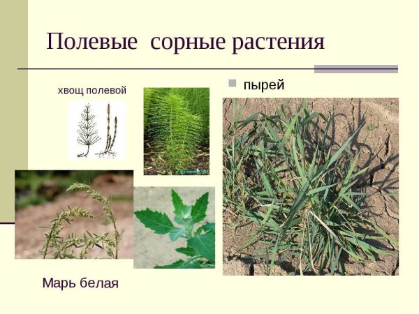 Распространение культурных растений сорные травы