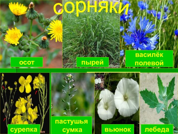 Осот . Пырей . Лебеда