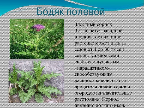 Бодяк полевой сорные растения