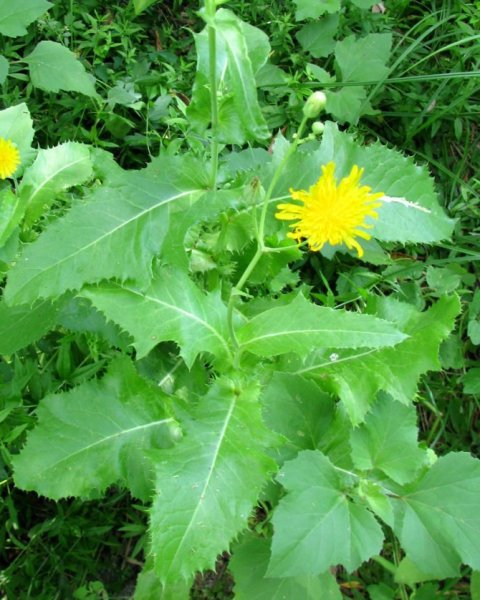 Sonchus oleraceus