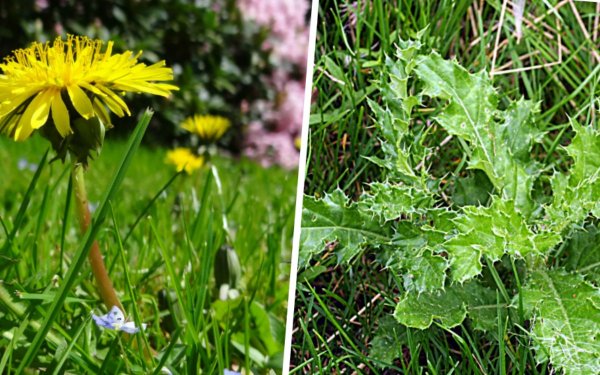 Трава сорняк