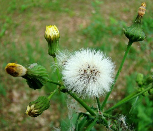 Осот огородный