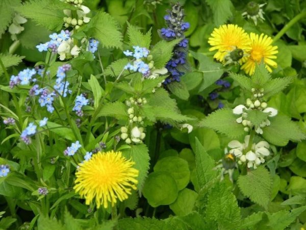 Многолетние цветы сорняки