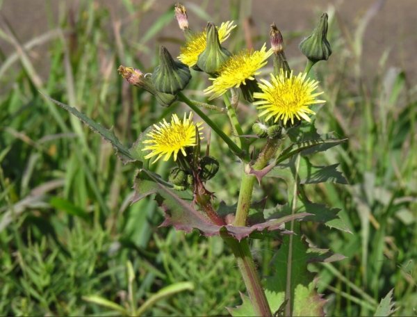Осот огородный (Sonchus oleraceus l.)