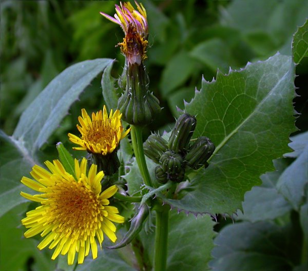 Осот полевой (Sonchus arvensis),