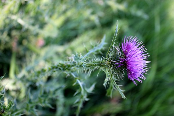 Осот полевой