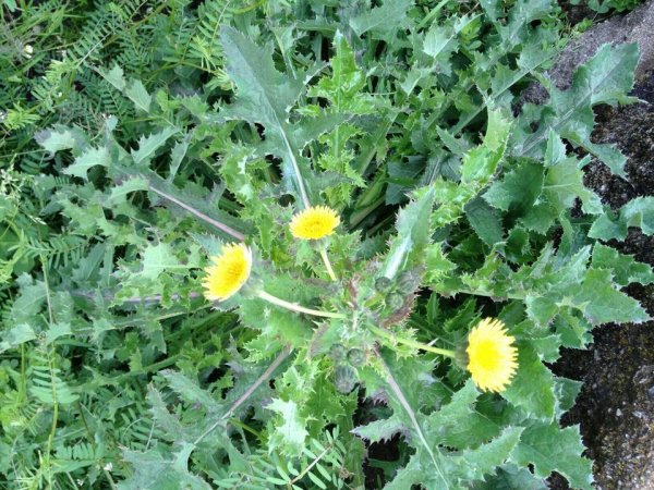 Осот огородный сорняк