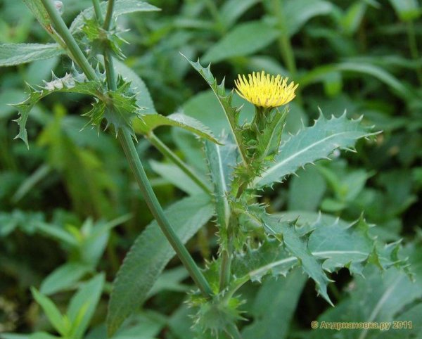 Осот полевой сорняк