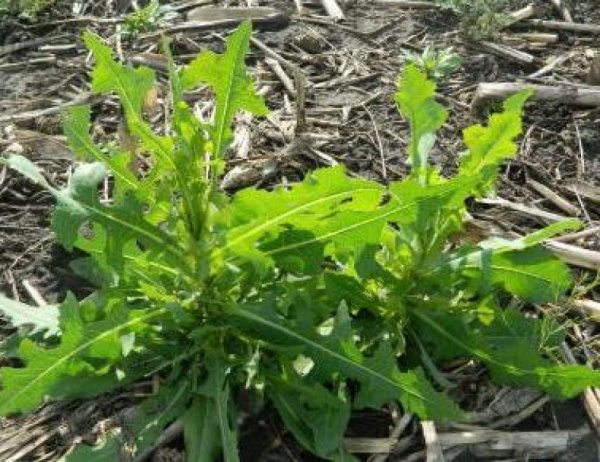 Молочай осот огородный