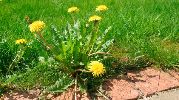 Одуванчик сорное растение