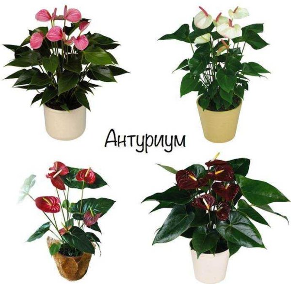 Комнатные растения названия