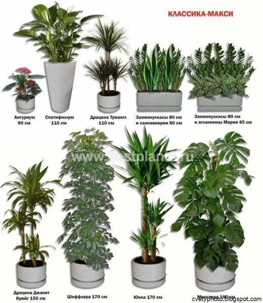 Цветы домашние комнатные нецветущие