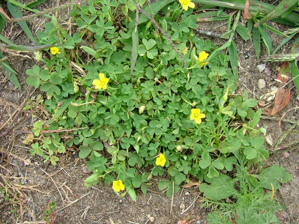 Сорняк ползучий полевой