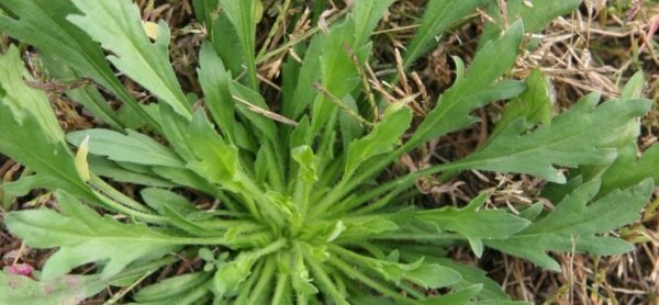 Мелколепестник канадский листья