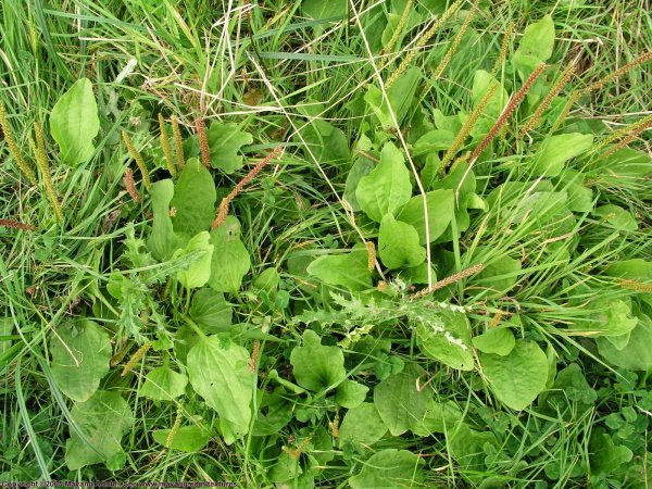 Сорняк ползучий полевой