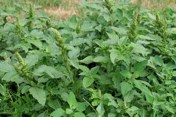 Щирица запрокинутая Amaranthus retroflexus