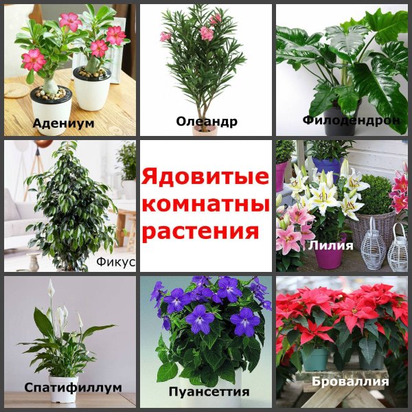 Ядовитые комнатные растения