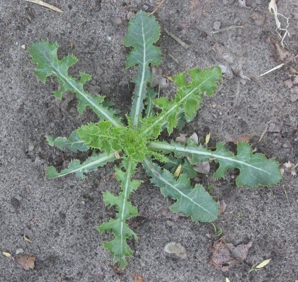 Осот огородный сорняк