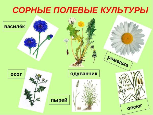 Сорные растения на полях