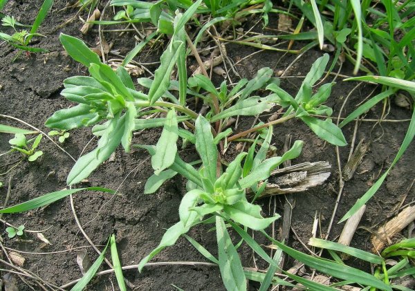 Яртук сорняк