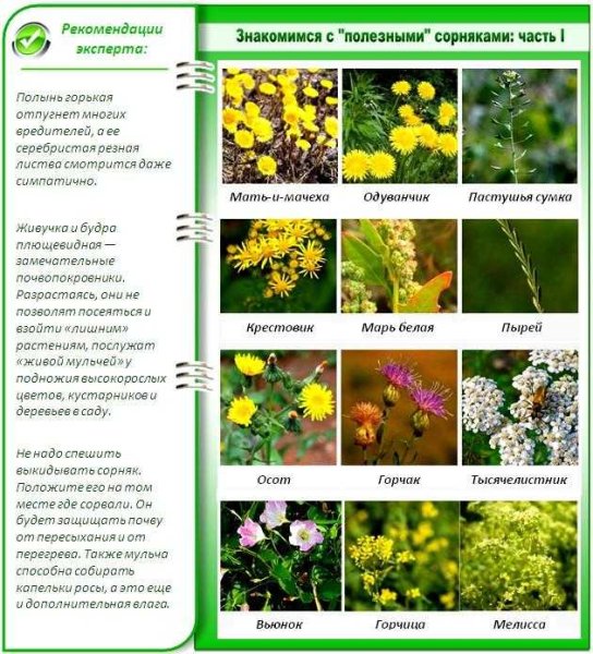 Растения сорняки и вредители