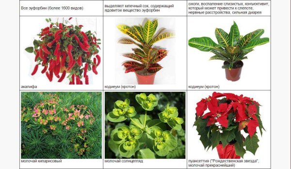 Название домашних цветов