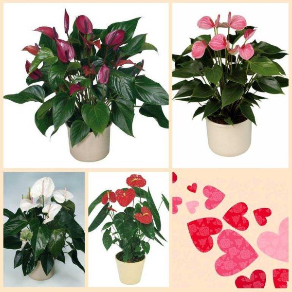 Комнатные цветы