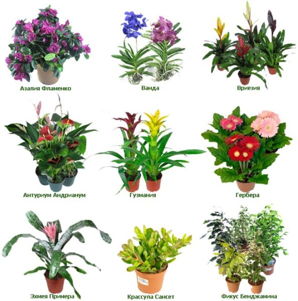 Комнатные цветы с названиями