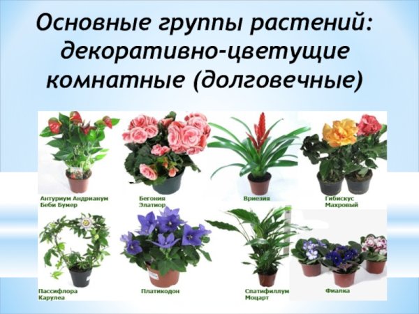 Декоративноцветущие горшечные недолговечные