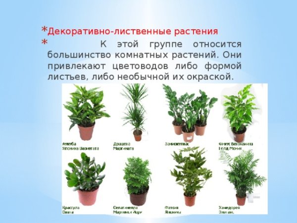 Название декоративных цветов