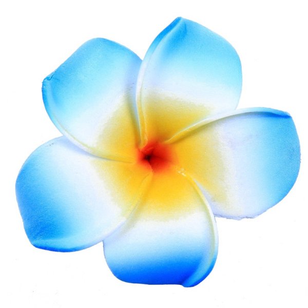 Гавайские цветы на белом фоне