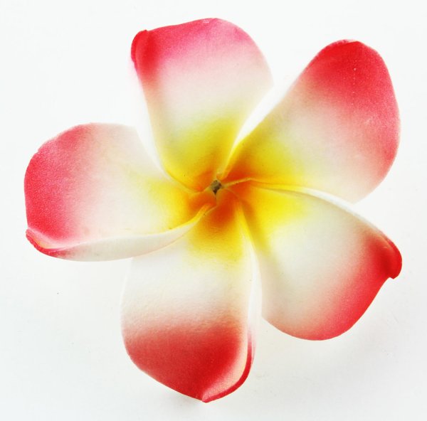 Розовый Гавайский цветок