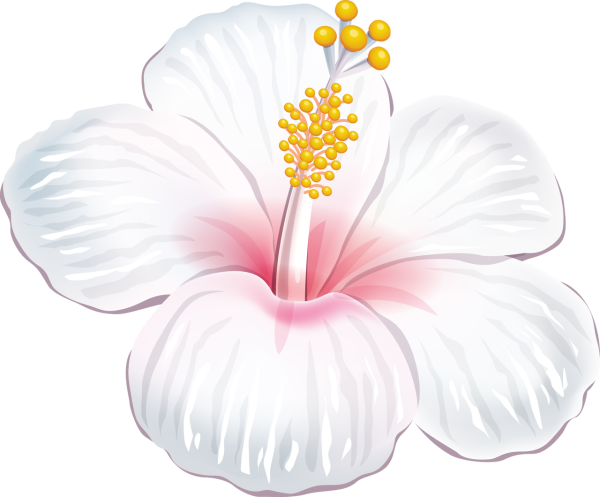 Тропические цветы