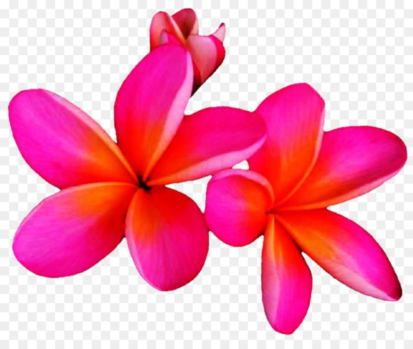 Гавайские цветы