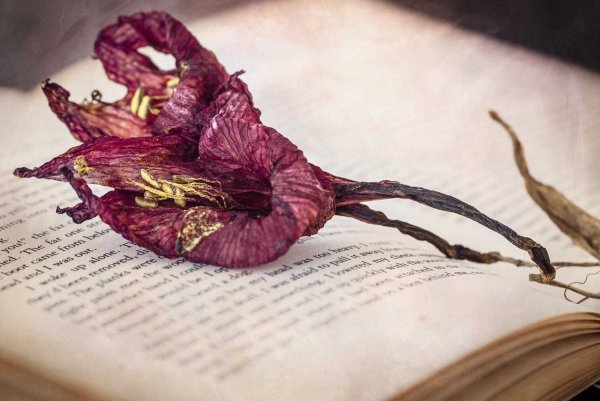 Засохшие цветы