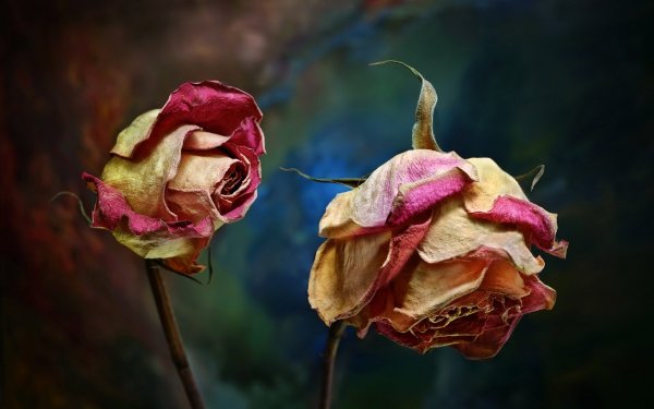 Завявшая роза