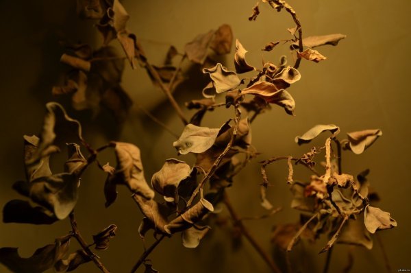 Увядший цветок