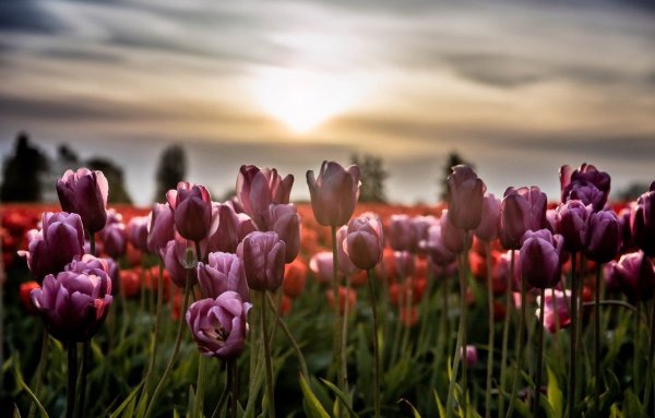 Тюльпаны Вдохновение